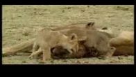 video Hayvan Kime Denir
