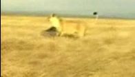 video Yaban domuzu vs. aslan