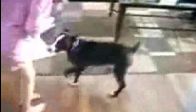 video Delikanlı kedi