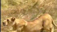 video aslanların yaşan günlüğü