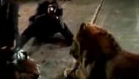 video Bir aslan oyun oynamak isterse