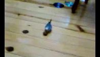 video tatlıı maviş