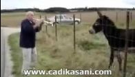 video caz_sever_esek-cadikasani