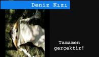 Malezyada bulunan bir deniz kızı