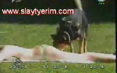 Çılgın Popo delisi Köpek