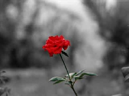 K�v�rc�k Ali Seher Y�ld�z�