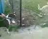 video Pitbull ve Kangal