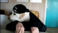 video ellerıyle kahvaltı yapan köpek