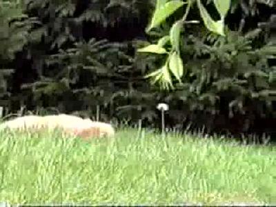 Yavru Köpek Oyununu Bulmuş