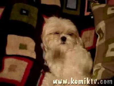 Dansçı Köpek