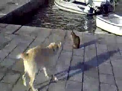 Hissiz Kedi