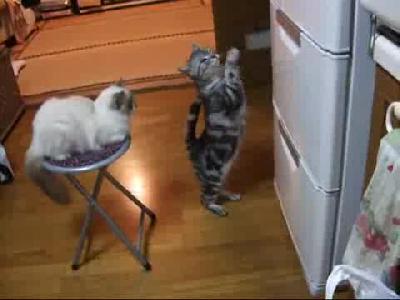 Ayakta Selam Veren Kedi